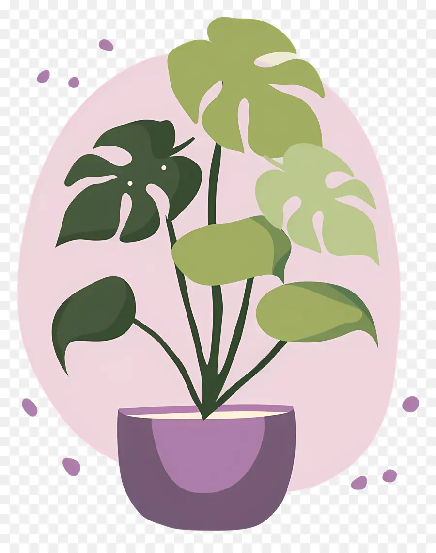 Plante Monstera，Plante En Pot PNG