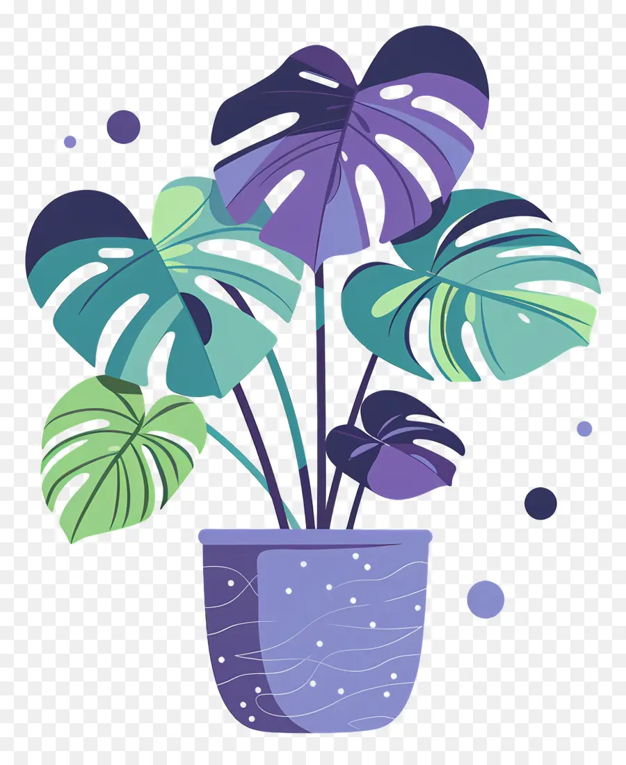 Plante Monstera，Usine PNG