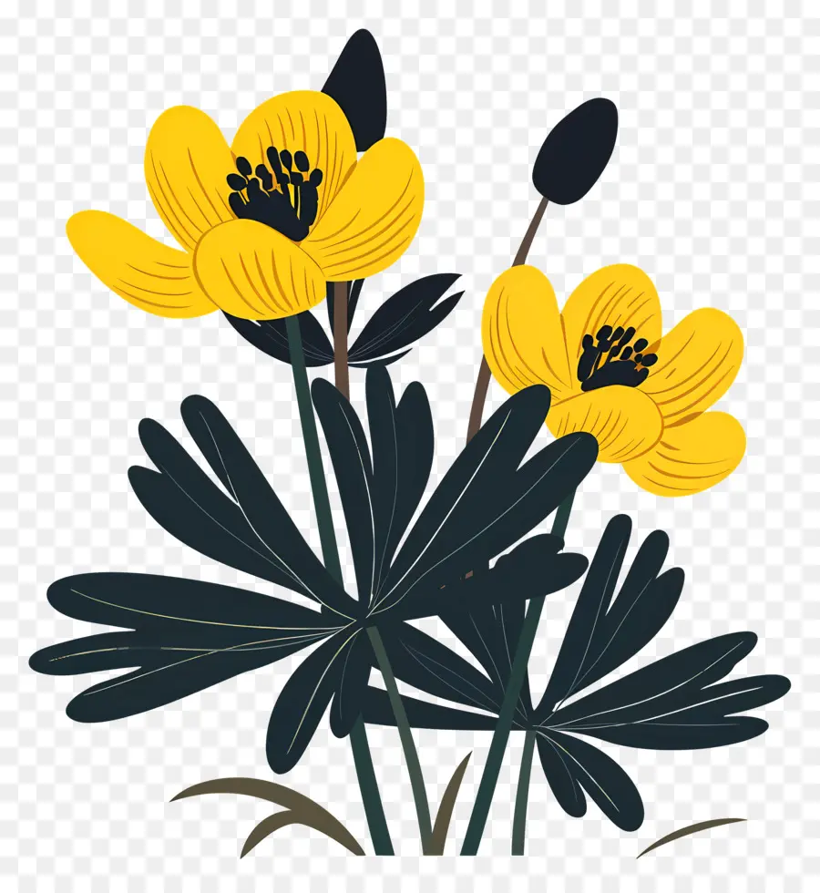 Aconit D'hiver，Fleurs Jaunes PNG