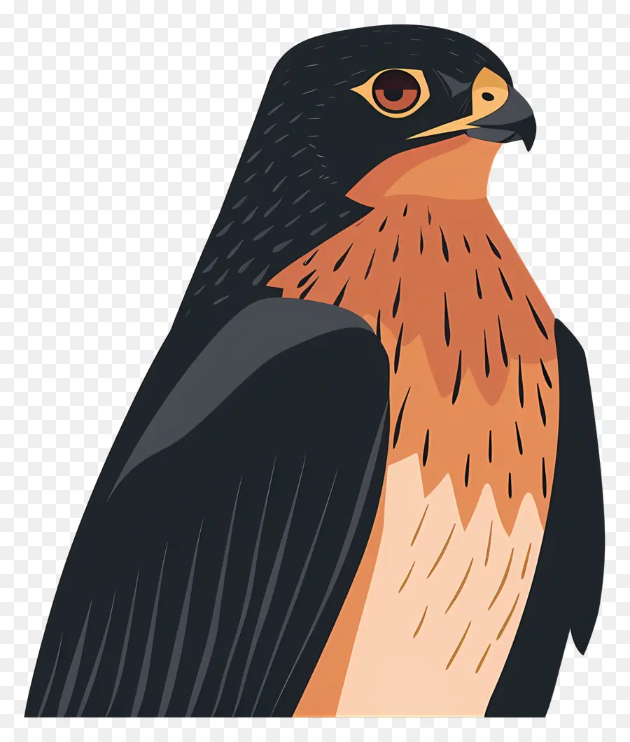 Dessin Animé Hawk，Oiseau PNG