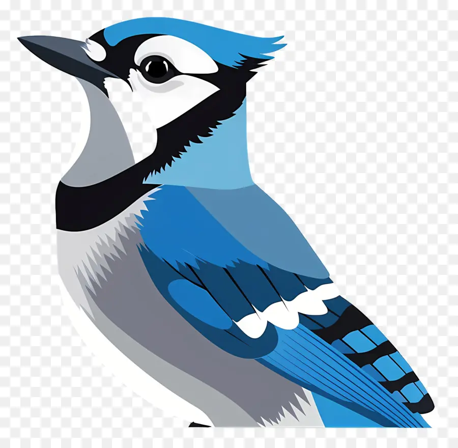 Geai Bleu，Oiseau Bleu PNG