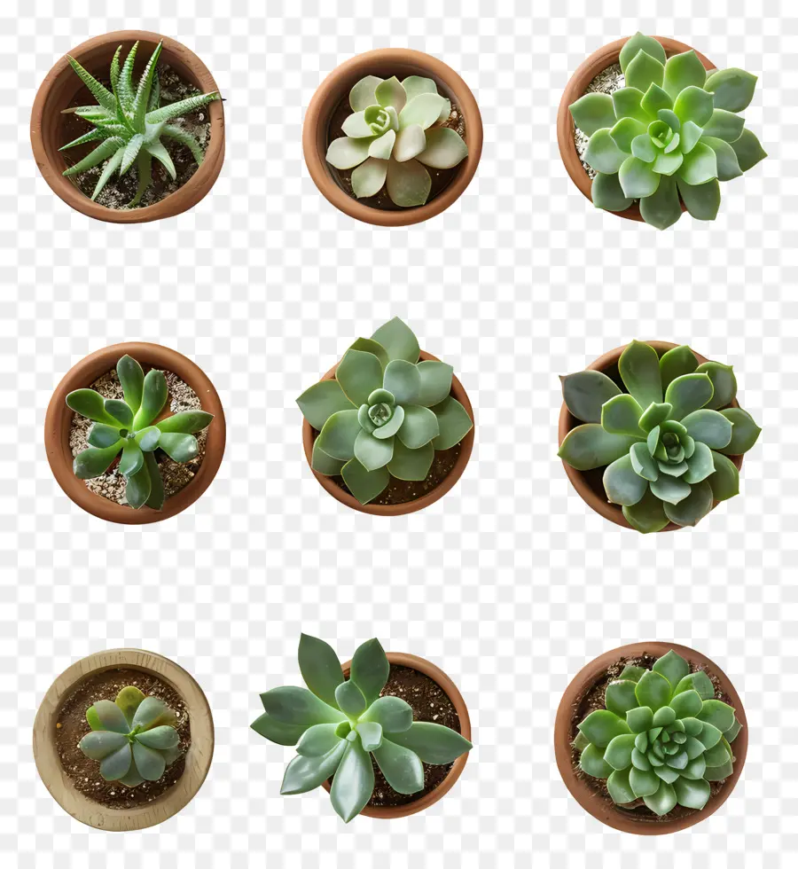 Pot Succulentes，Les Plantes Succulentes PNG