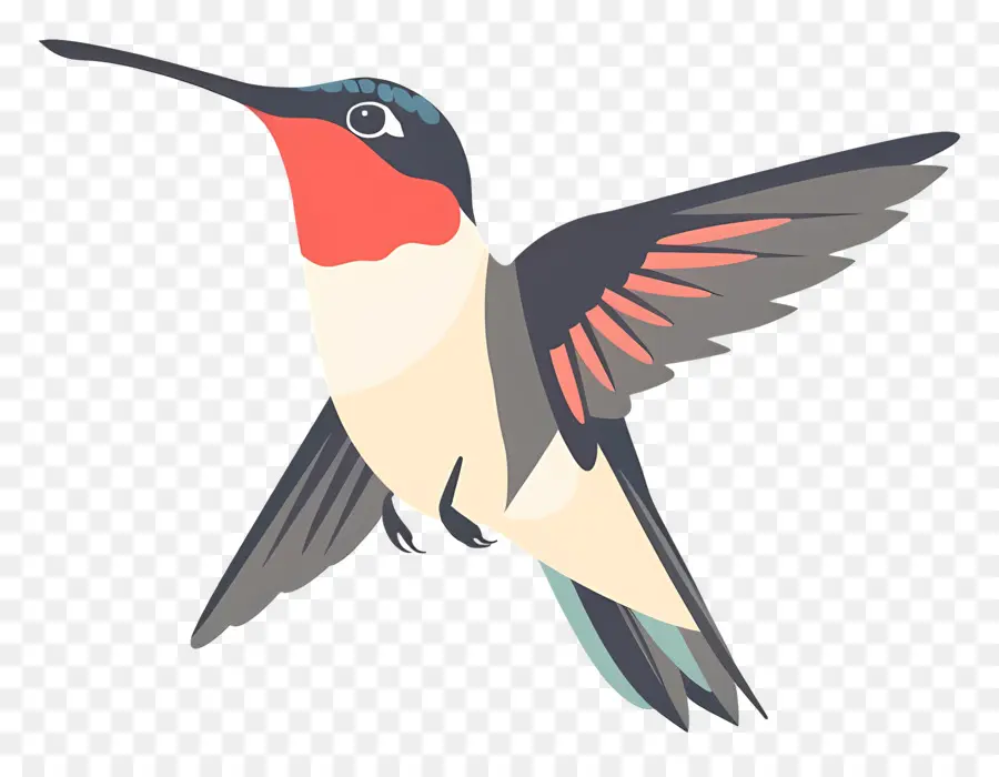 Colibri De Dessin Animé，Colibri PNG