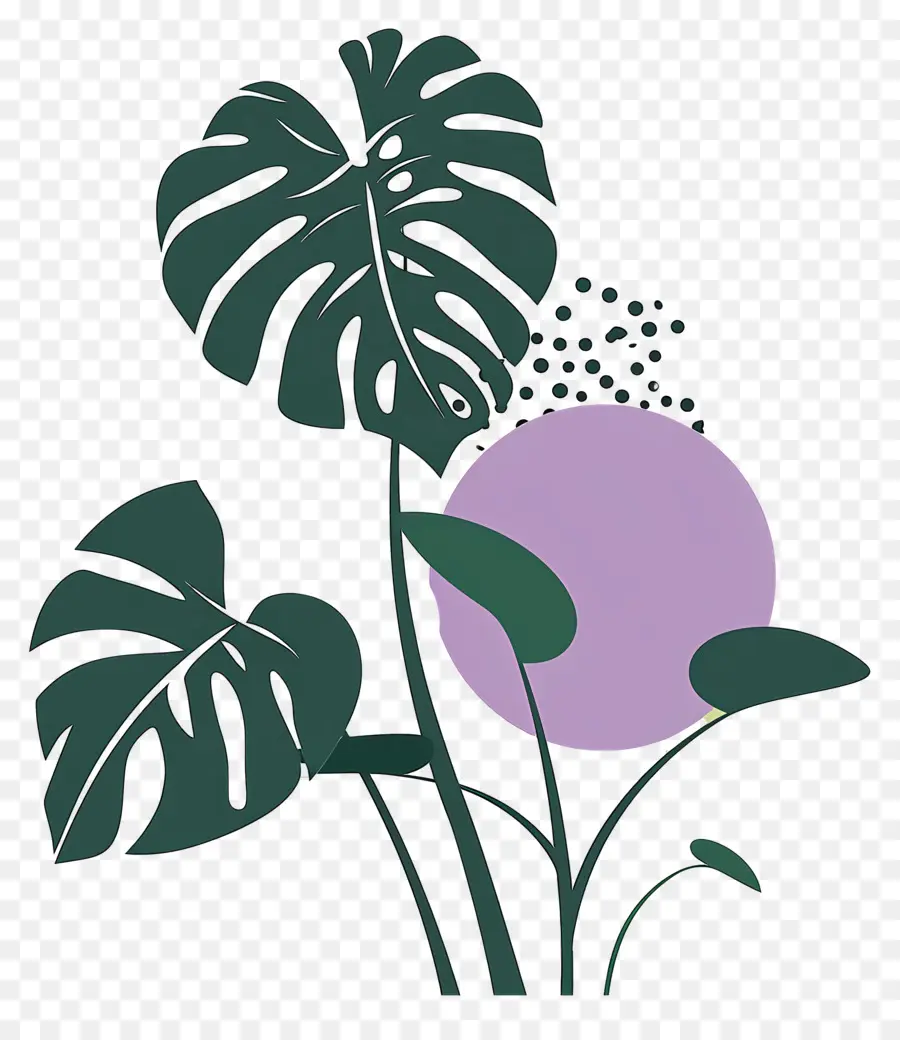 Plante Monstera，Feuilles PNG