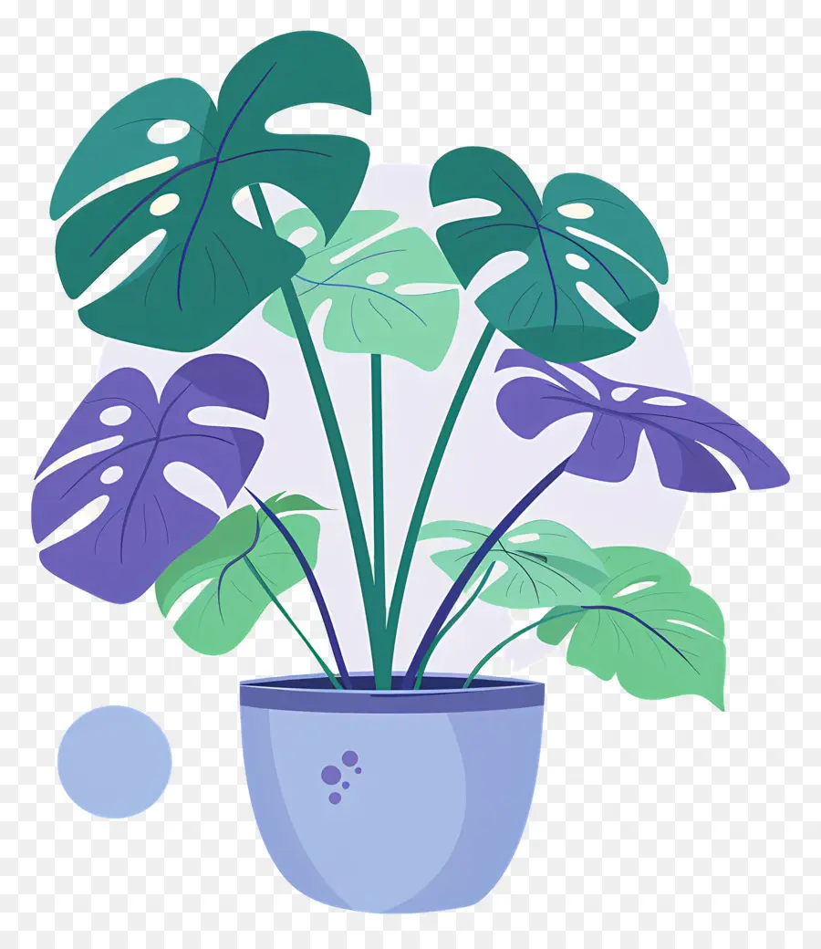 Plante Monstera，Plante En Pot PNG