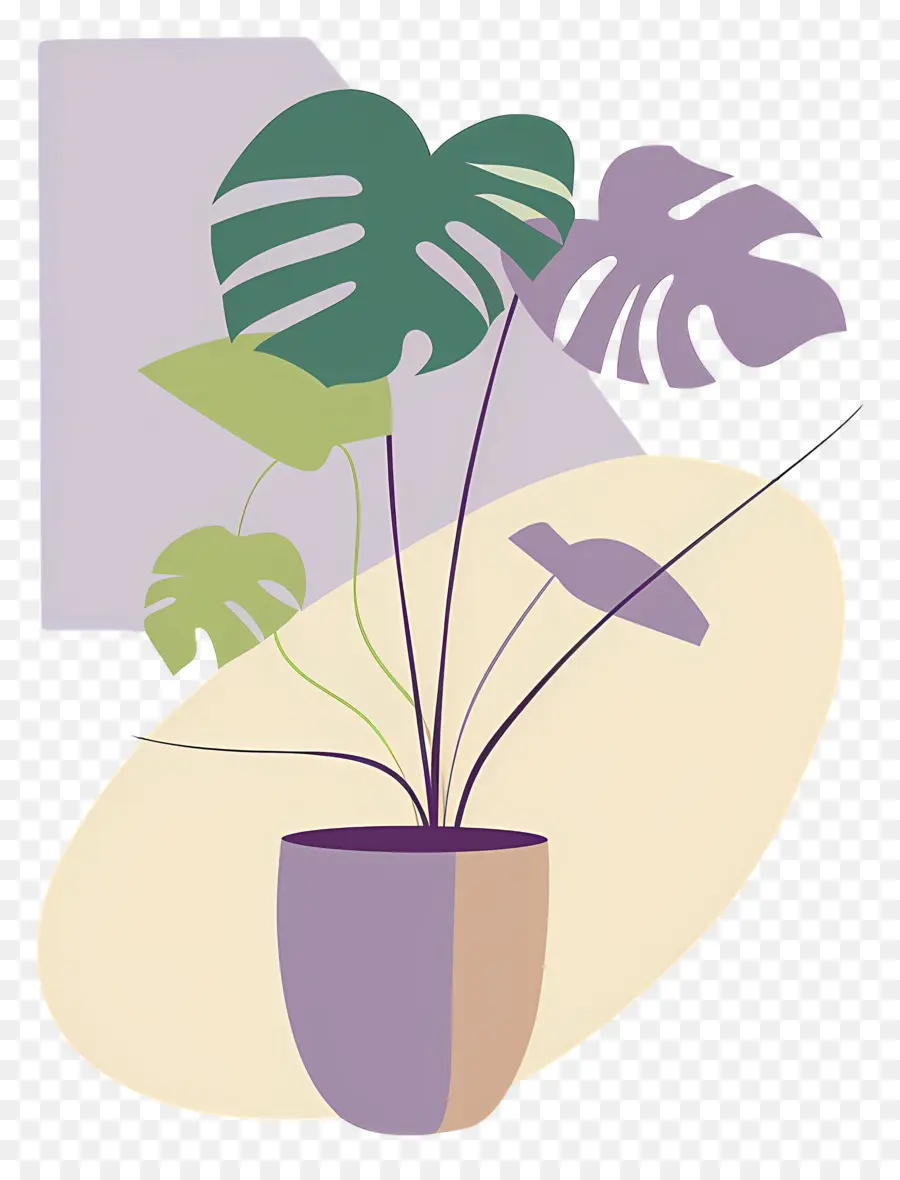 Plante Monstera，Plante En Pot PNG