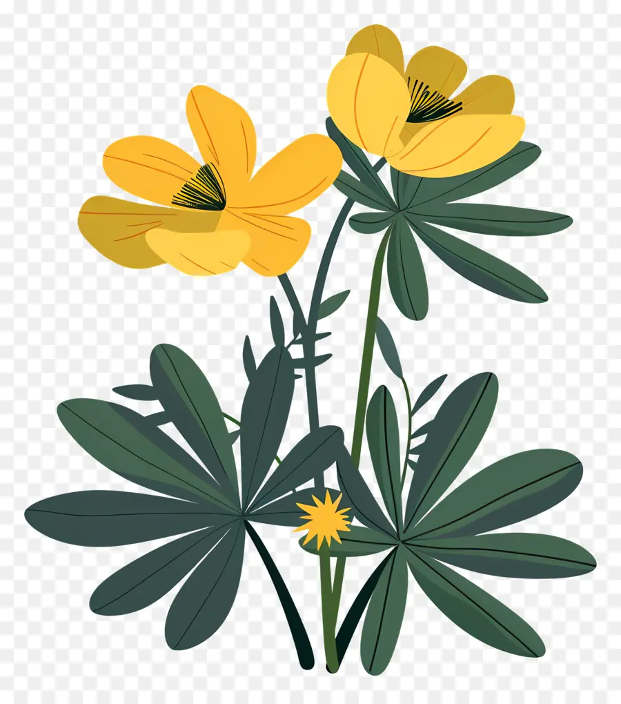 Aconit D'hiver，Fleurs Jaunes PNG