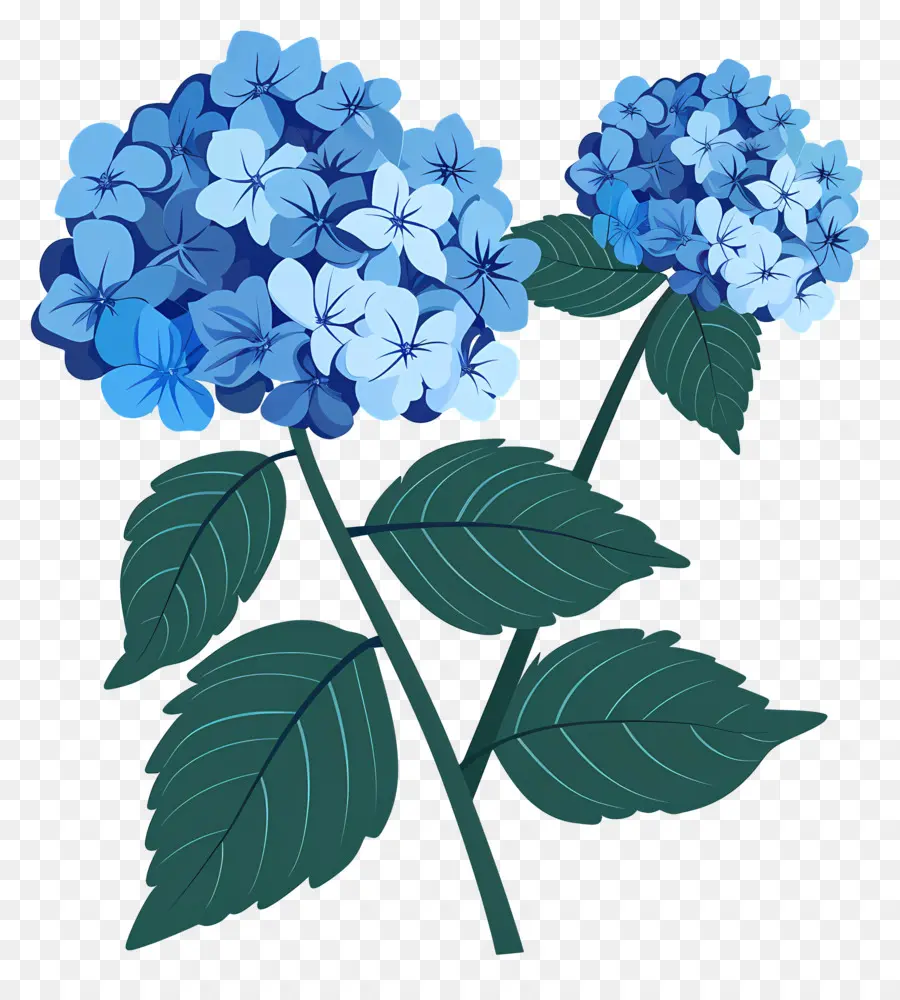 Hortensia，Bleu PNG