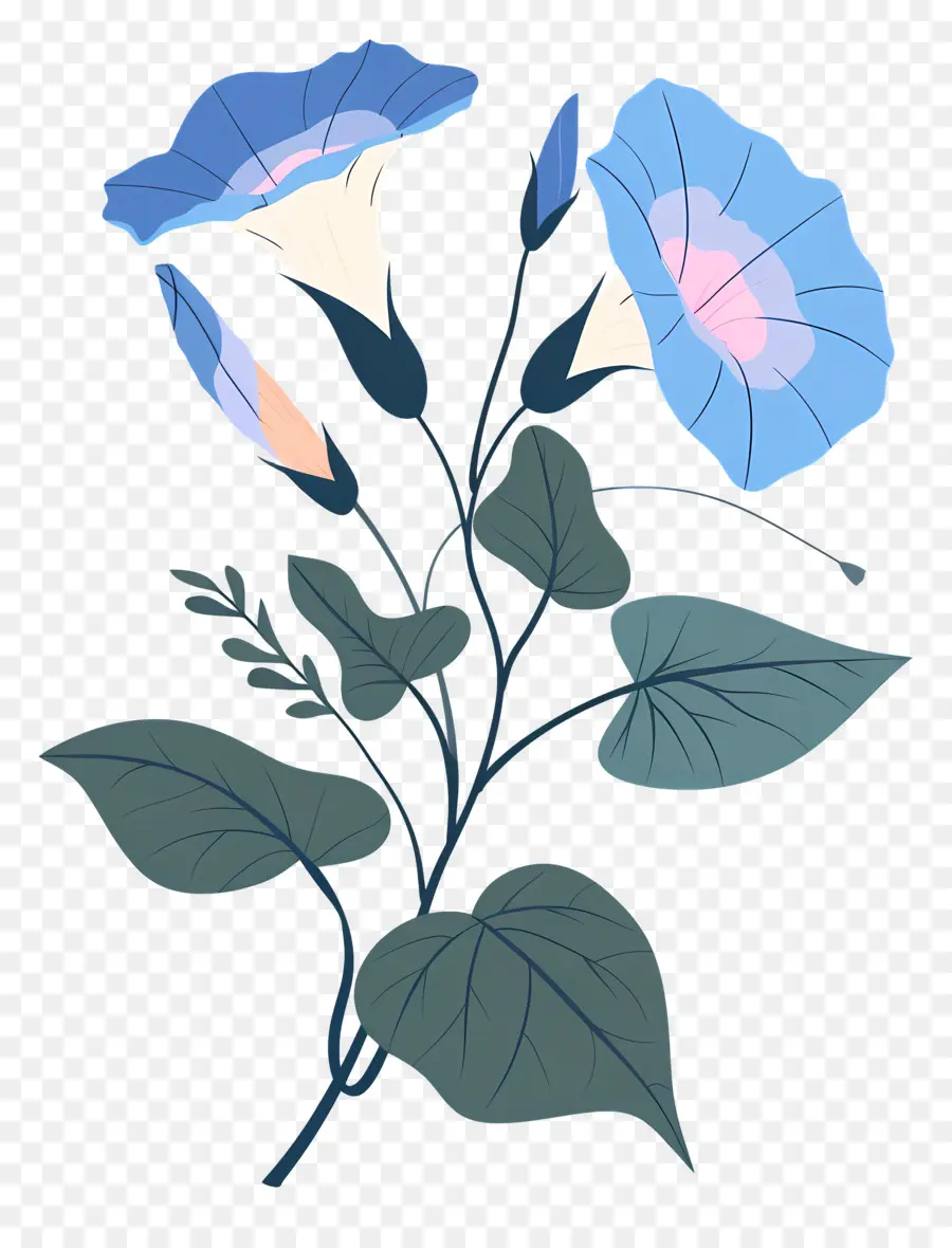 Gloire Du Matin，Fleur Bleue PNG