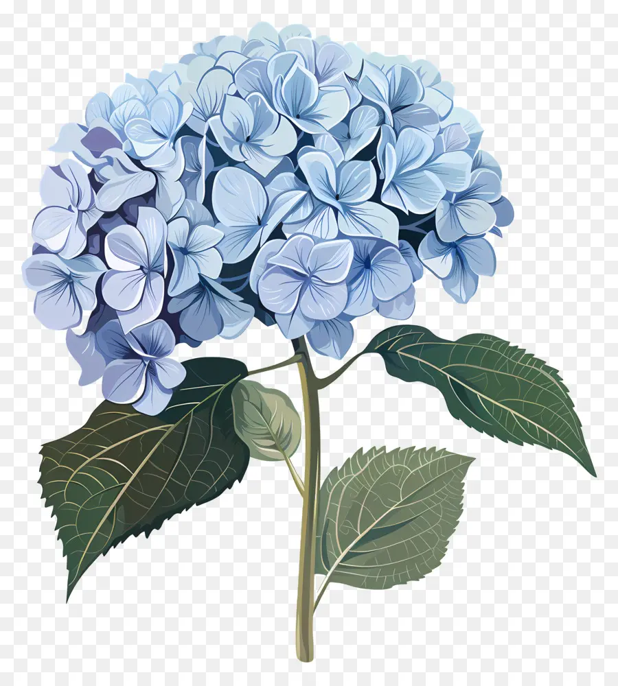 Hortensia，Fleurir PNG