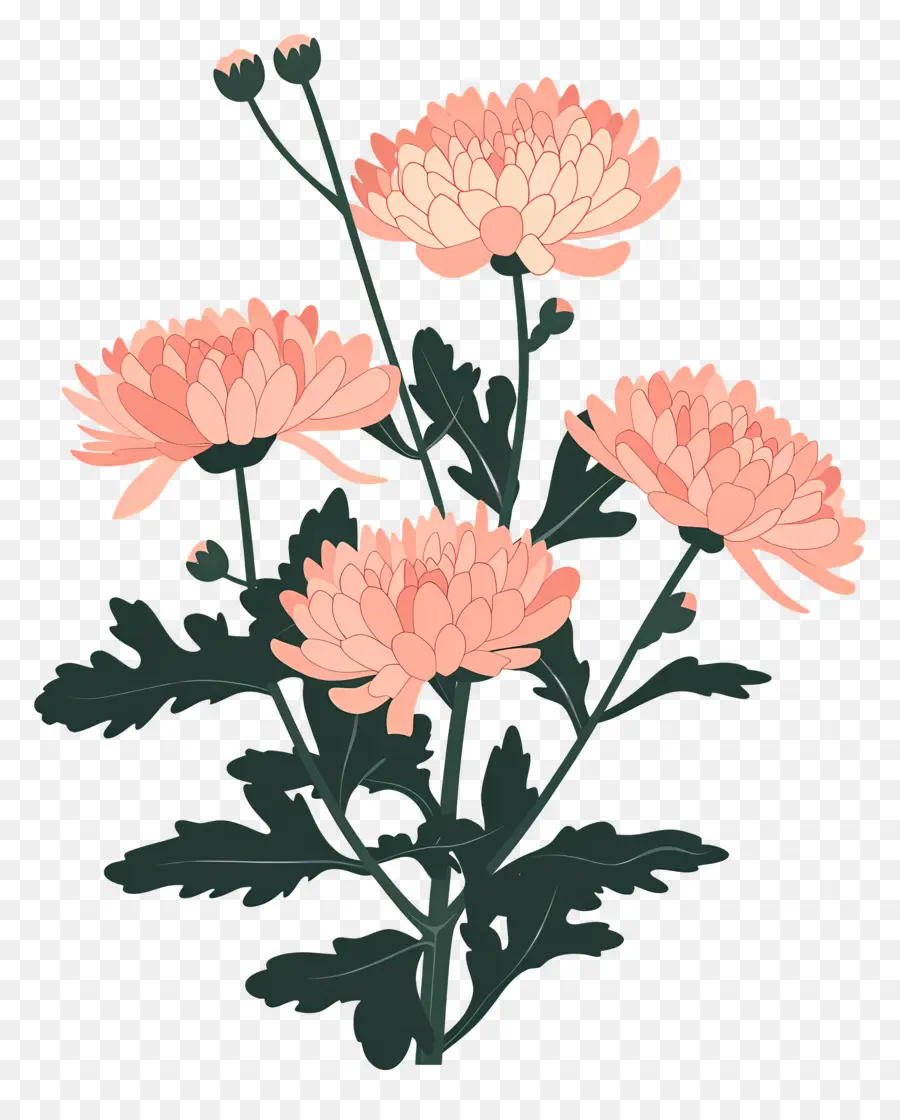 Chrysanthème，Chrysanthèmes Roses PNG