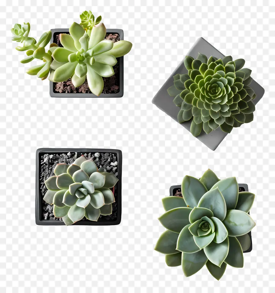 Pot Succulentes，Les Plantes En Pot PNG