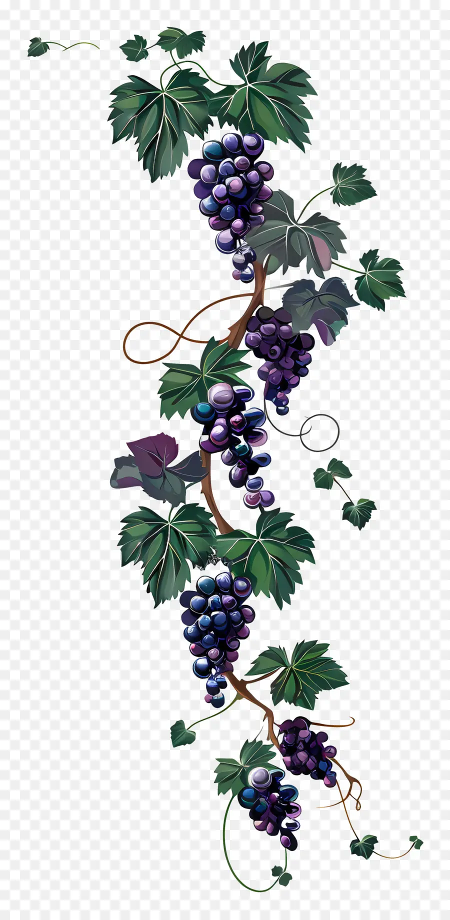 Vigne，Raisins PNG