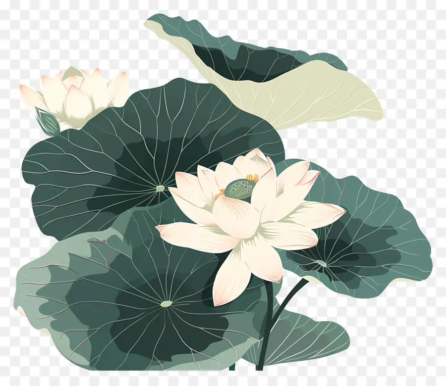 Lotus，Lotus Blanc PNG