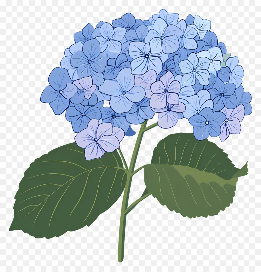 Hortensia，Bleu PNG