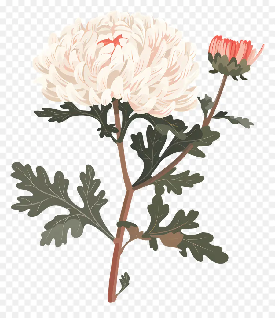 Chrysanthème，Fleur PNG