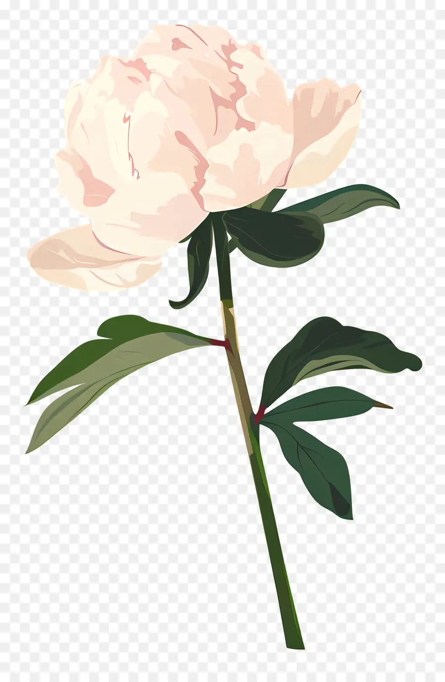 Pivoine，Rose De Fleurs De Pivoine PNG