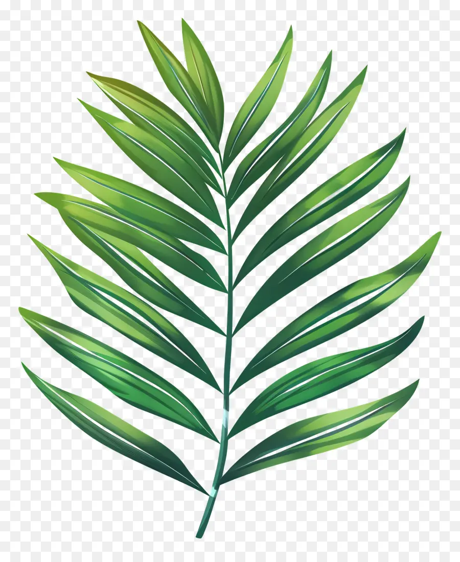 Palme，Feuille Verte PNG