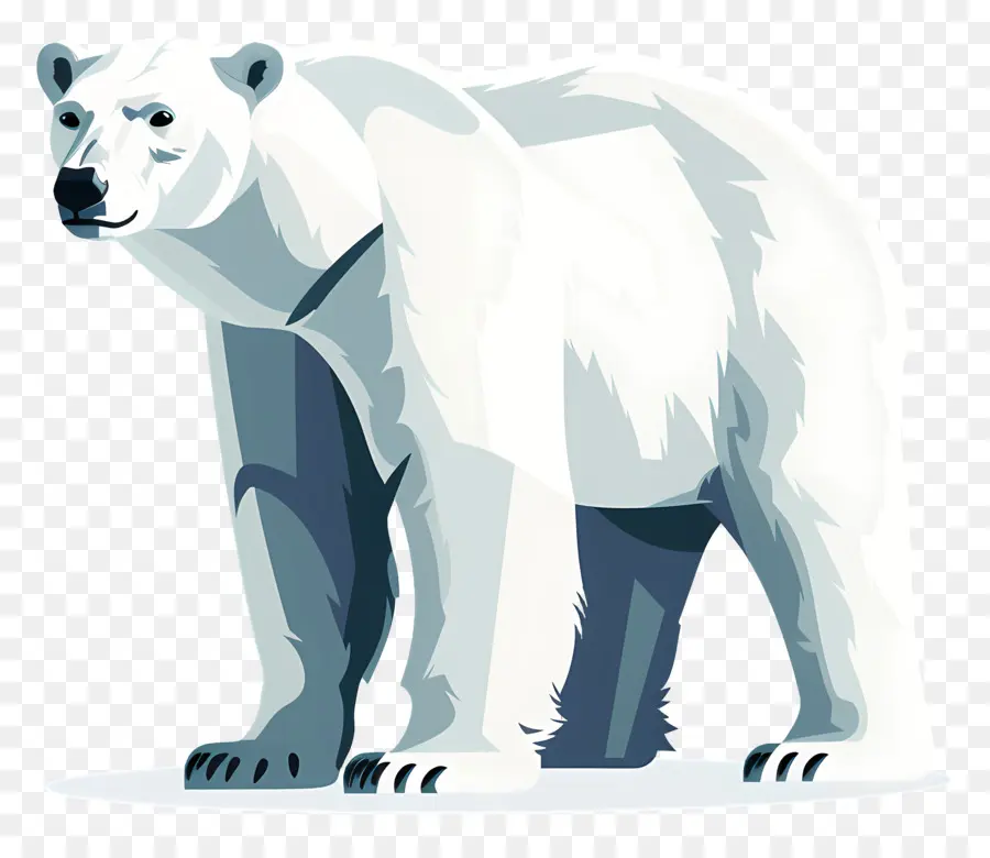 Ours Blanc，Blanc PNG