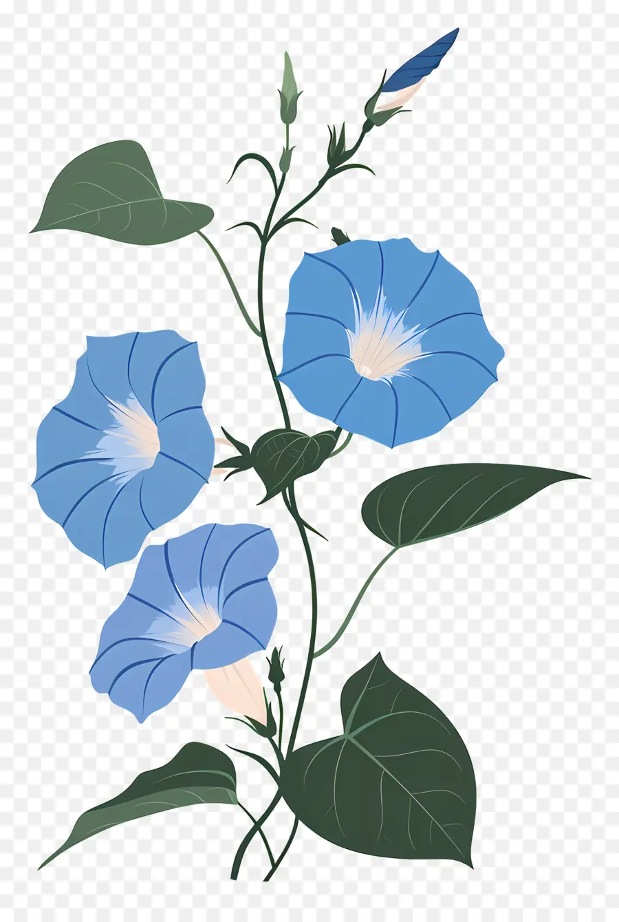 Gloire Du Matin，Fleurs Bleues PNG