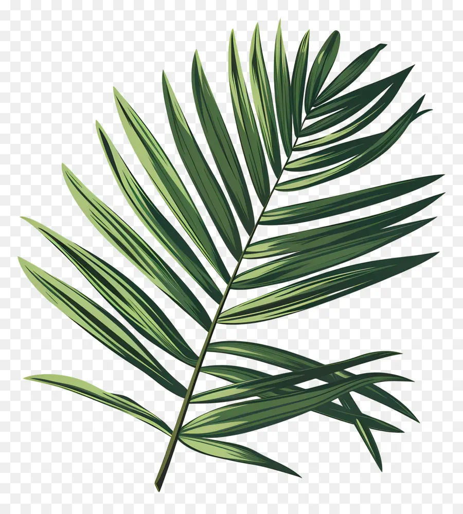 Palme，Feuille Verte PNG