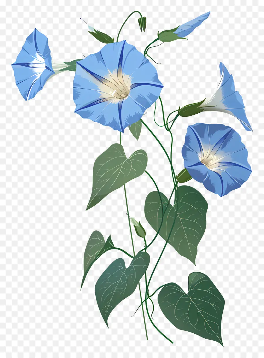 Gloire Du Matin，Fleurs Bleues PNG