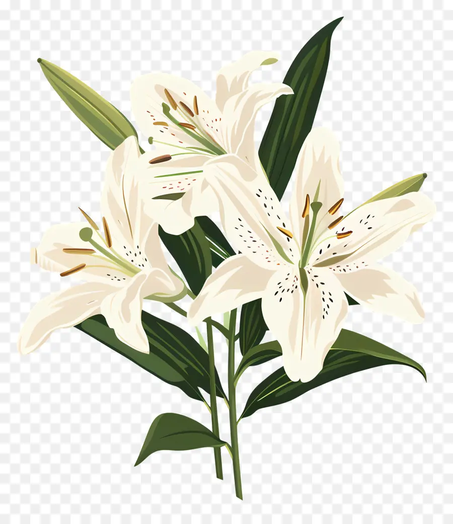 Bouquet De Lys，Lys Blancs PNG