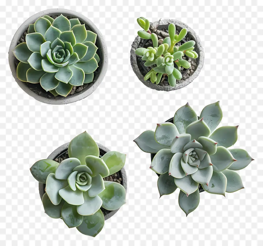 Pot Succulentes，Les Plantes En Pot PNG