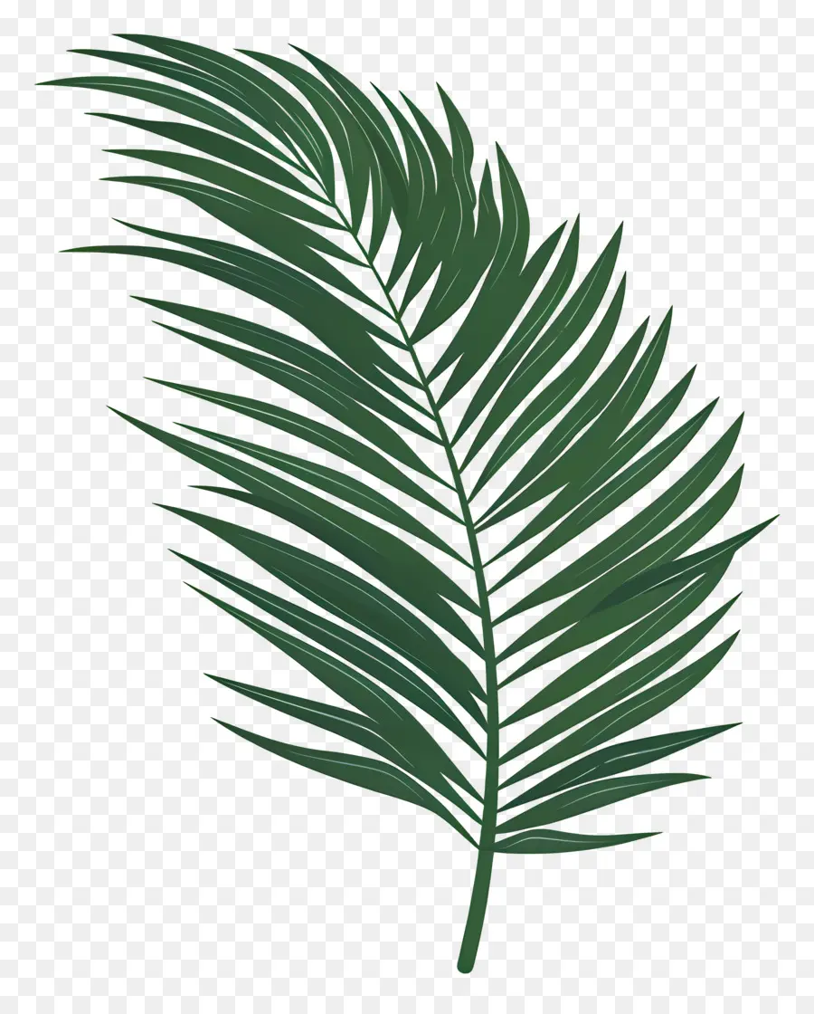 Feuille De Palmier，Feuille Verte PNG