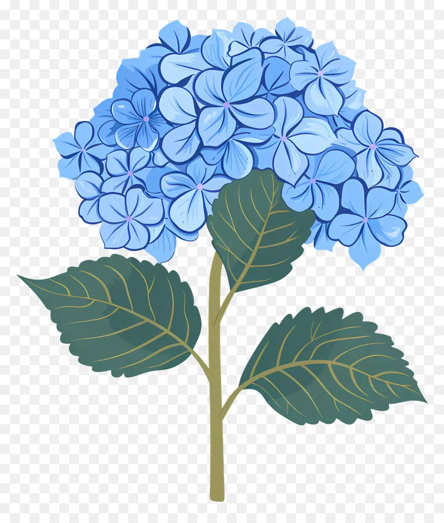 Hortensia，Bleu PNG