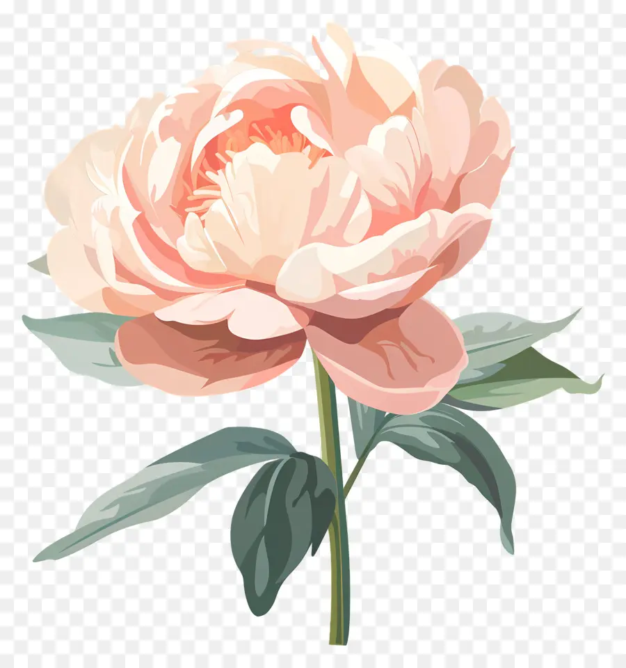 Pivoine，Fleur PNG