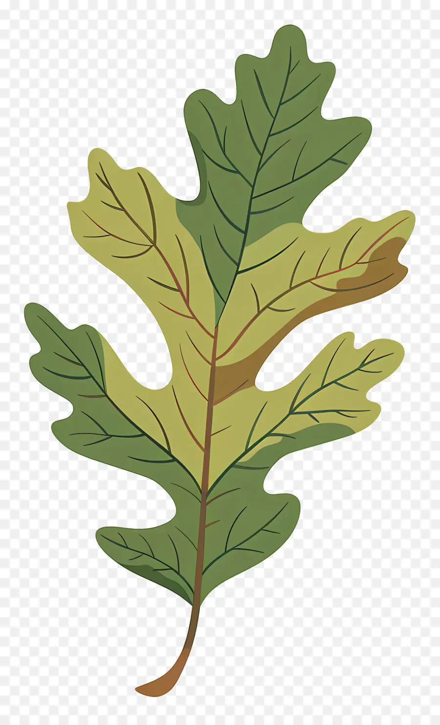 Feuille De Chêne，Feuille PNG