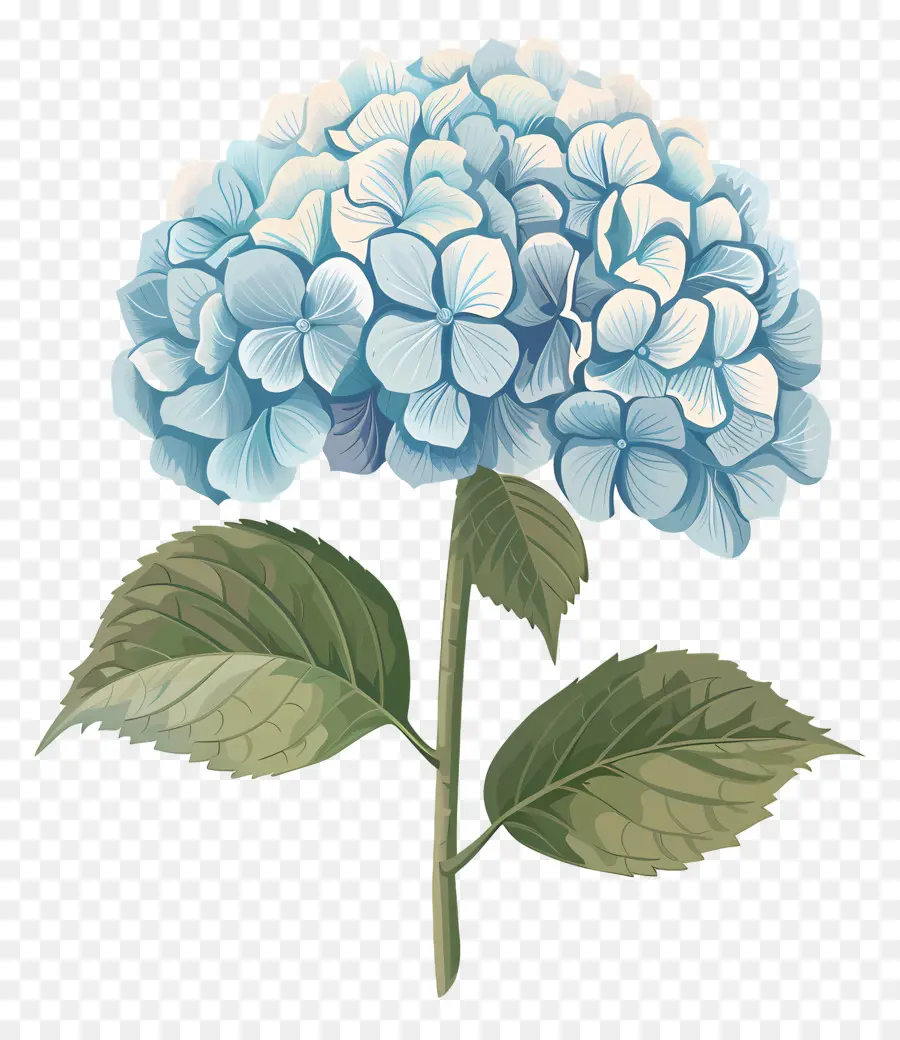 Hortensia，Usine PNG