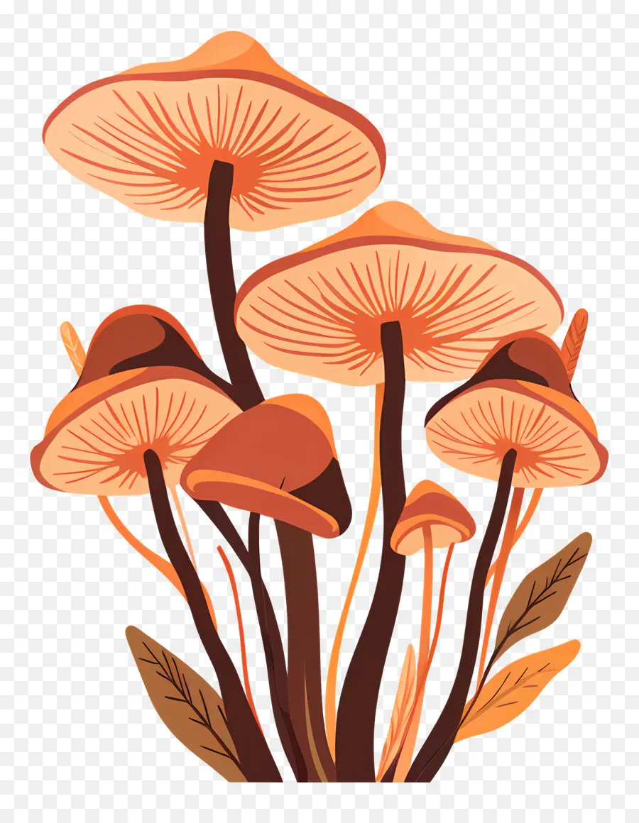 Champignon De Paris，Champignons Oranges PNG