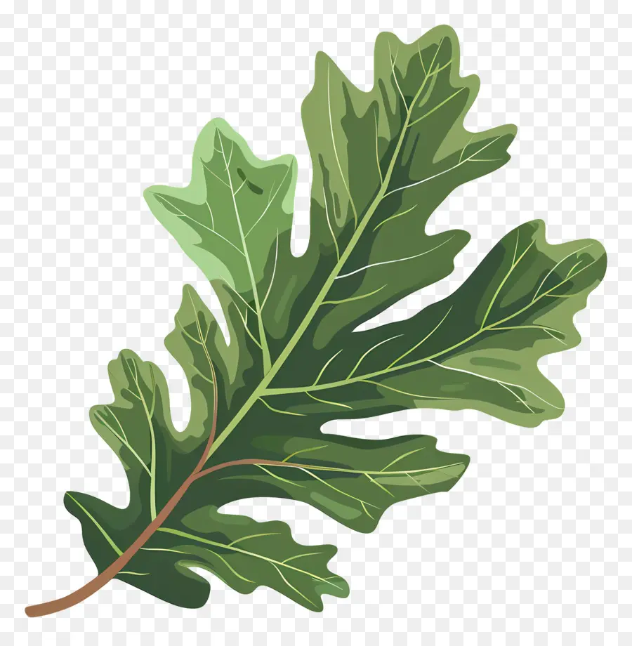 Feuille De Chêne，Feuille Verte PNG