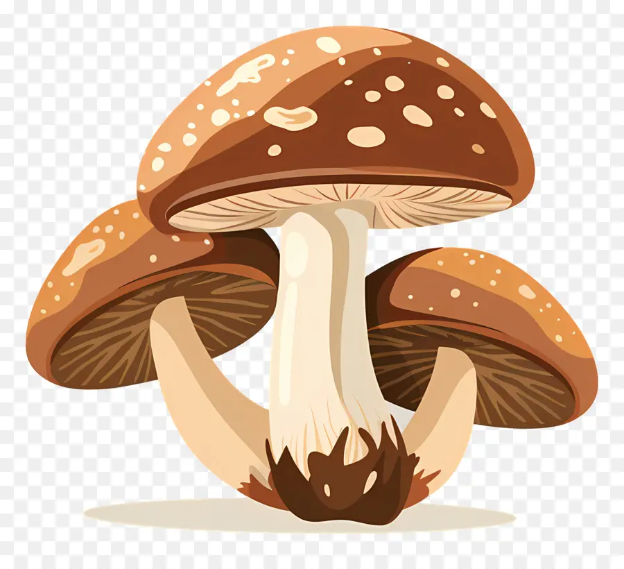 Champignon De Paris，Champignons PNG