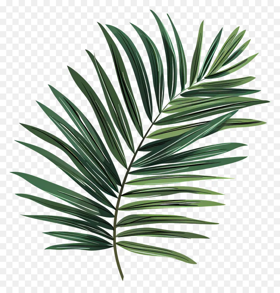 Palme，Feuille Verte PNG