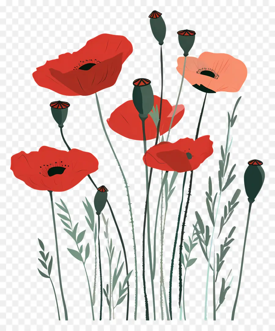 Coquelicots，Coquelicots Rouges PNG