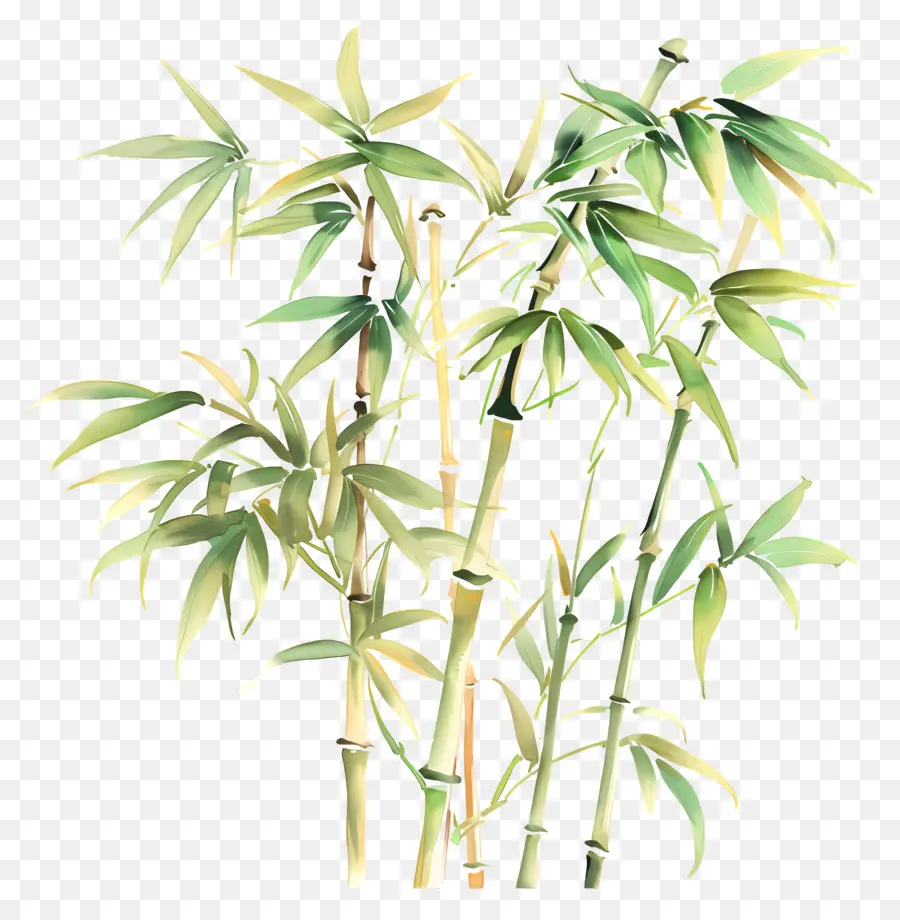 Bambou，Vert PNG