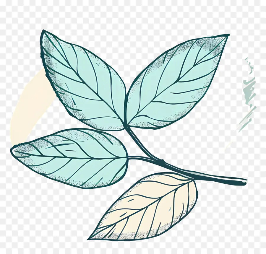 Menthe En Feuilles，Feuilles PNG