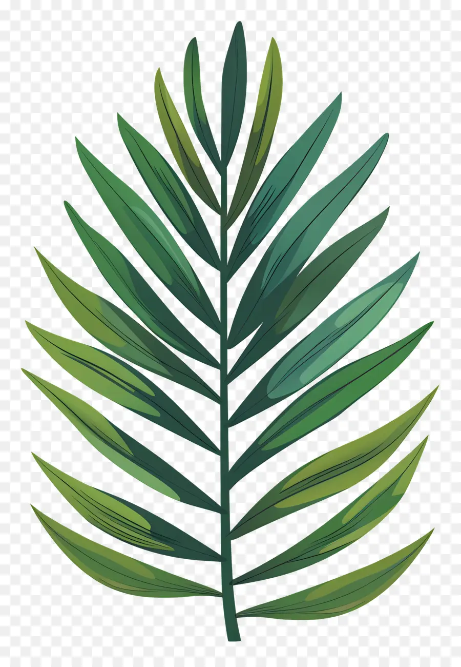 Palme，Feuille Verte PNG