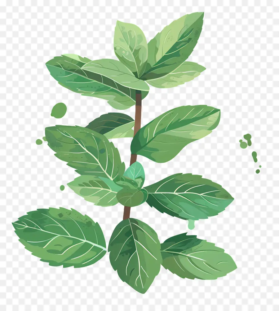 Menthe，Feuille Verte PNG