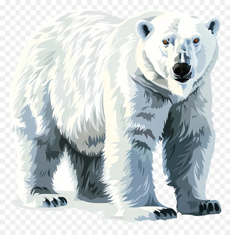 Ours Blanc，Blanc PNG