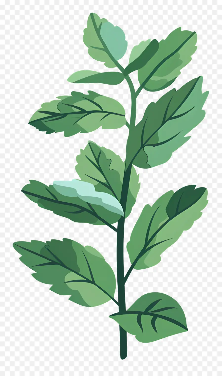 Feuille De Menthe，Plante PNG