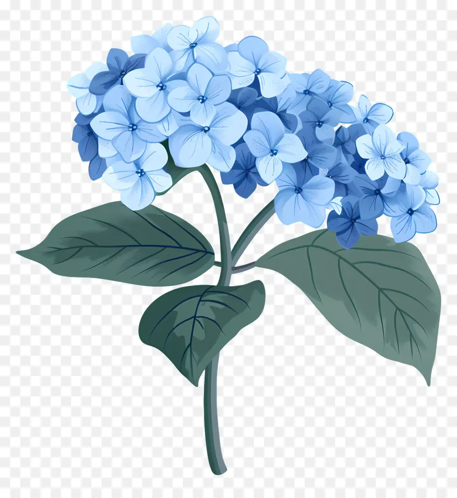 Hortensia，Fleur Bleue PNG