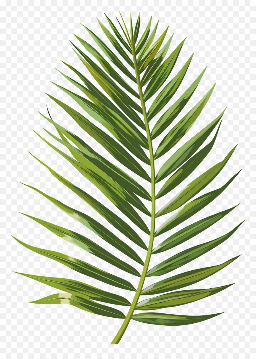 Palme，Feuille Verte PNG