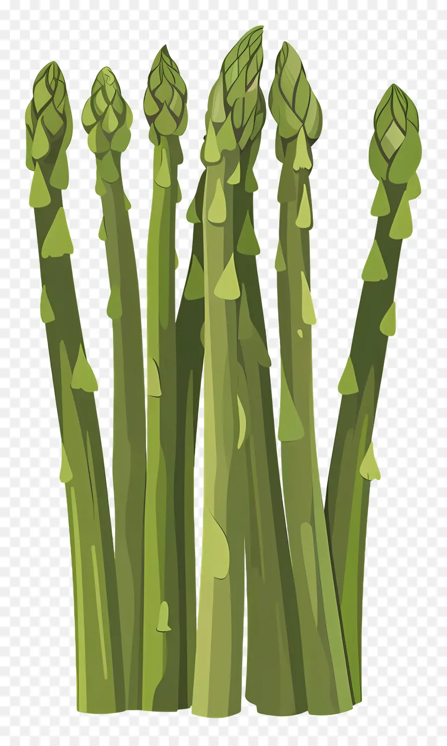 Asperges，Asperges Vertes PNG