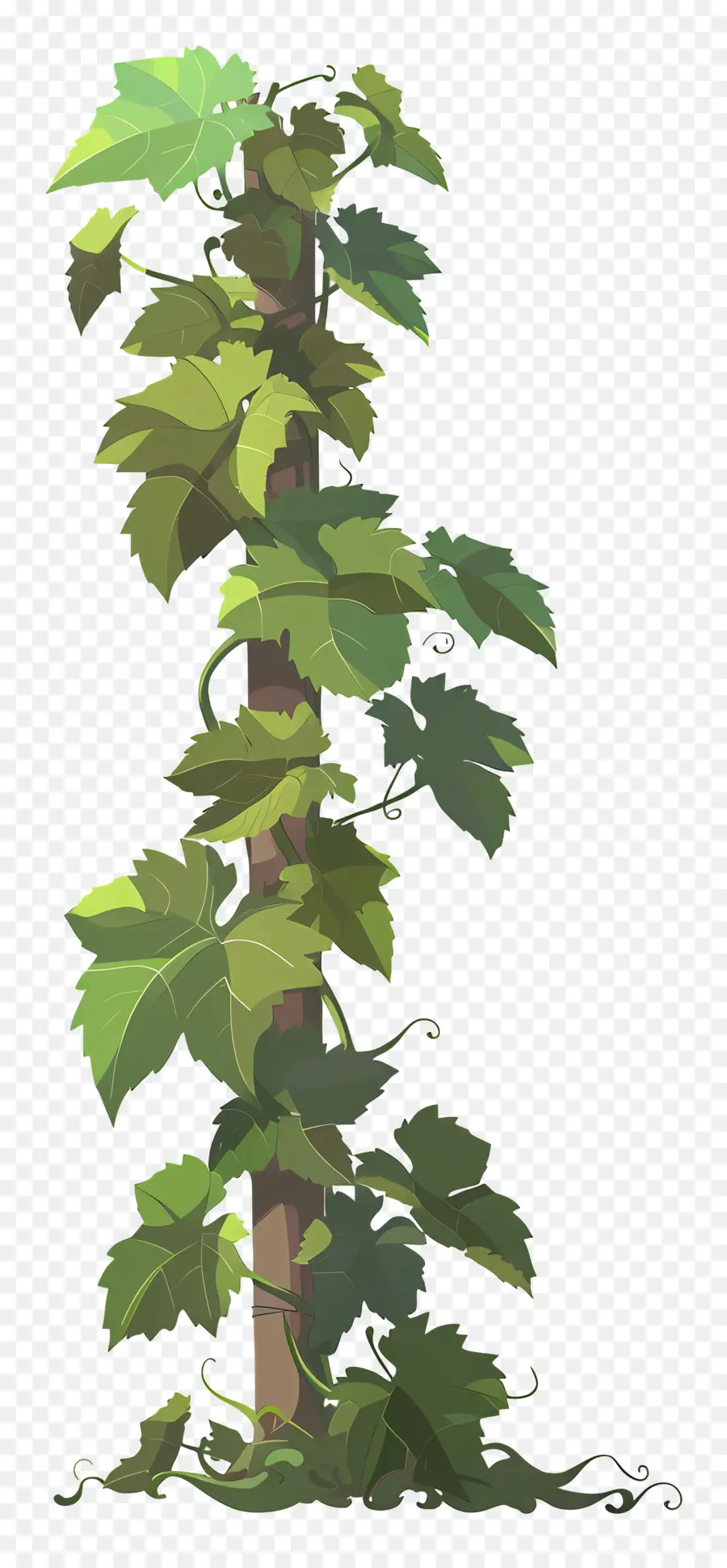 Vigne，Vigne Verte PNG