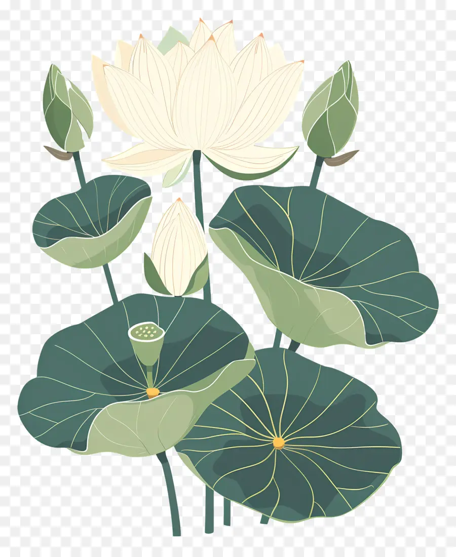 Lotus，Lotus Blanc PNG