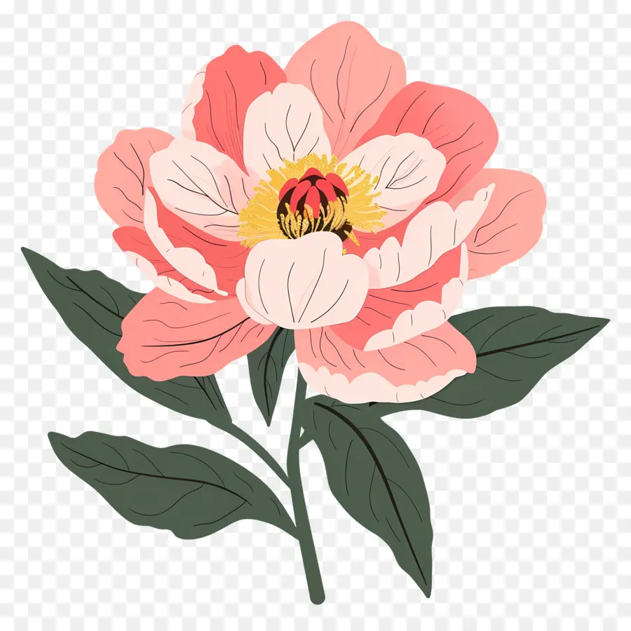 Pivoine，Fleur Rose PNG